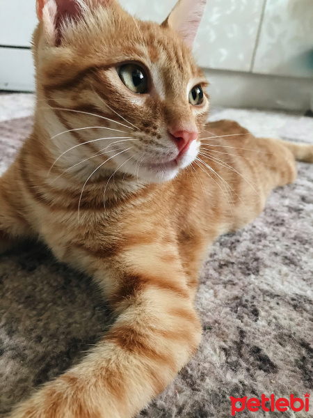 Sarman, Kedi  Lucifer fotoğrafı