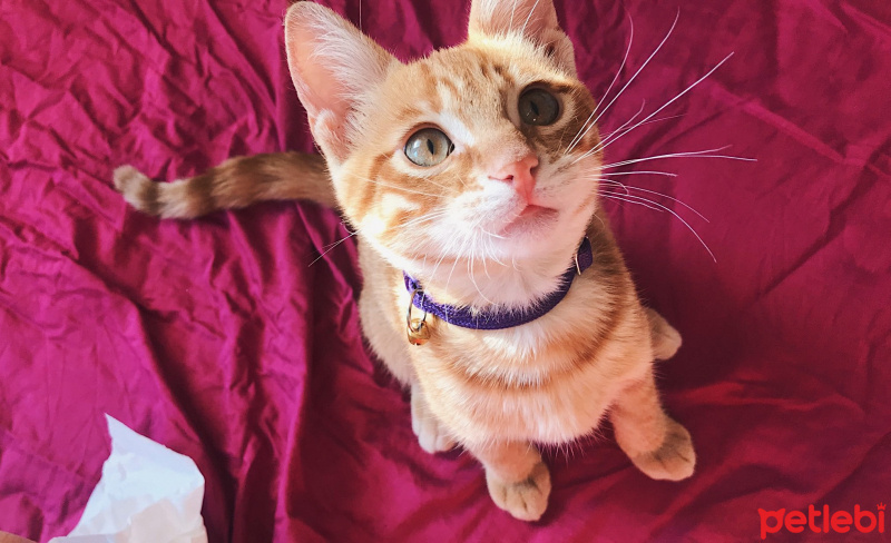 Sarman, Kedi  Lucifer fotoğrafı