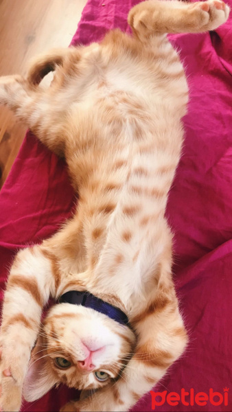 Sarman, Kedi  Lucifer fotoğrafı