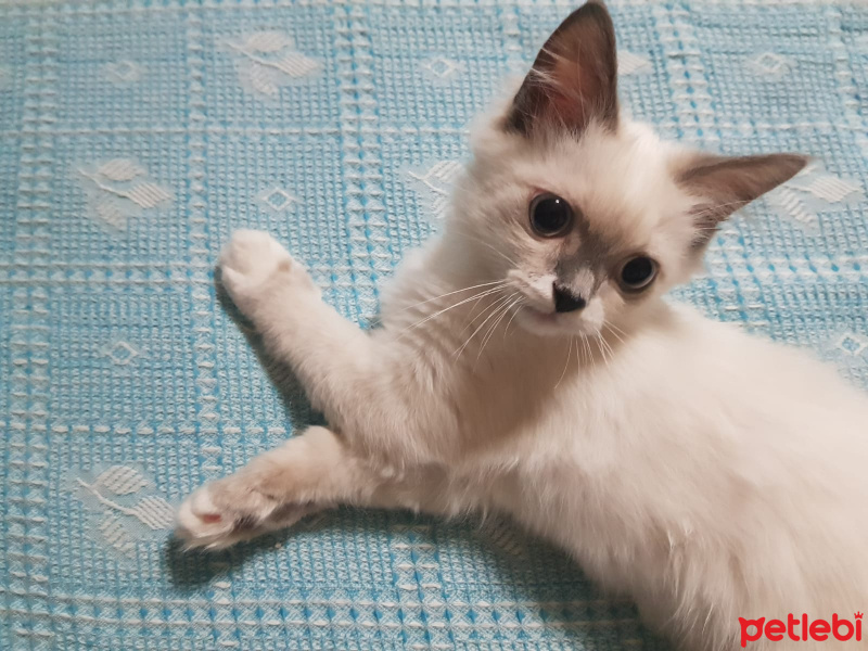 Ragdoll, Kedi  Kedi fotoğrafı