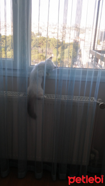 Ragdoll, Kedi  Kedi fotoğrafı