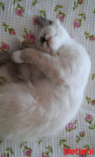 Ragdoll, Kedi  Kedi fotoğrafı