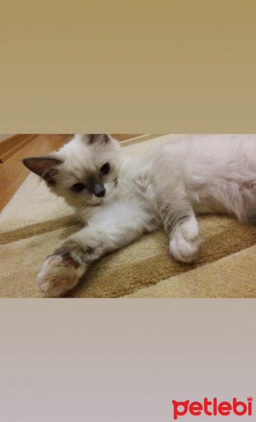 Ragdoll, Kedi  Kedi fotoğrafı