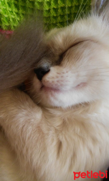 Ragdoll, Kedi  Kedi fotoğrafı