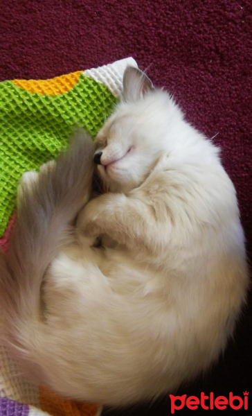 Ragdoll, Kedi  Kedi fotoğrafı