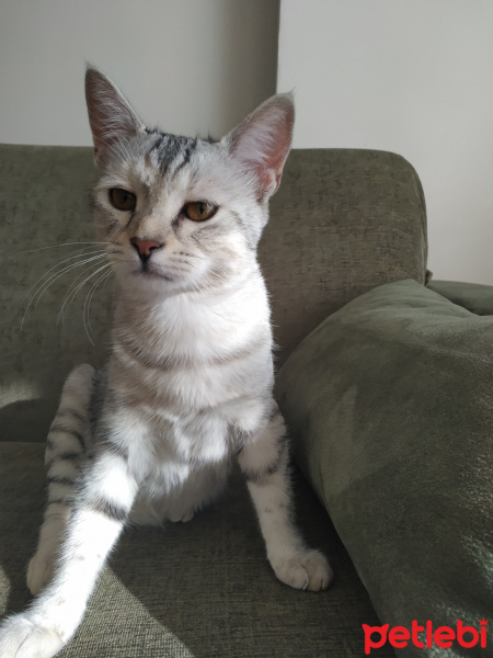 Tekir Kedi, Kedi  Luna fotoğrafı