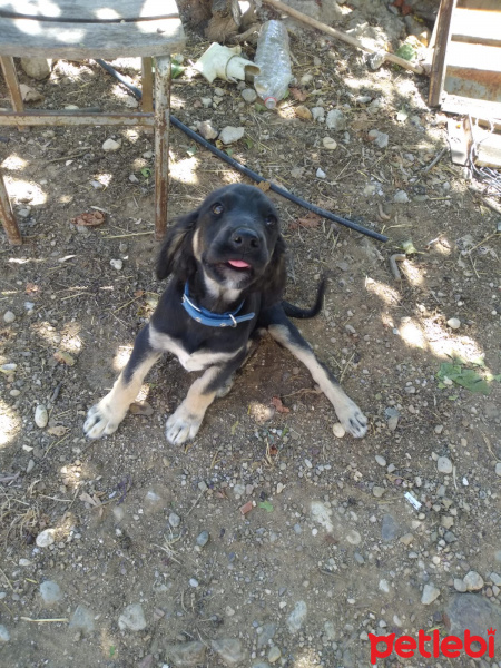 Kangal, Köpek  Pati fotoğrafı