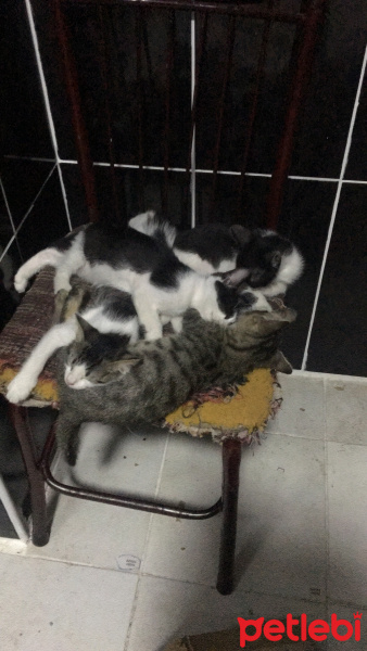 Tekir Kedi, Kedi  İsim koymadım fotoğrafı