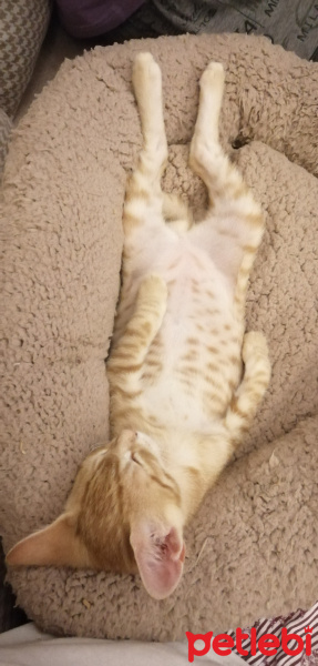Tekir Kedi, Kedi  Mango fotoğrafı