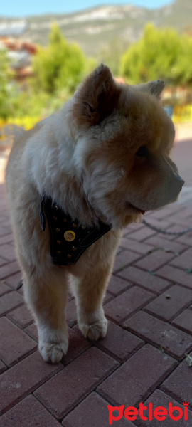 Chow Chow (çin Aslanı), Köpek  YOGİ fotoğrafı