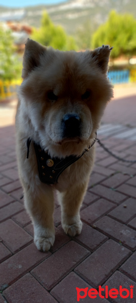 Chow Chow (çin Aslanı), Köpek  YOGİ fotoğrafı