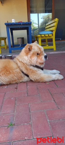 Chow Chow (çin Aslanı), Köpek  YOGİ fotoğrafı