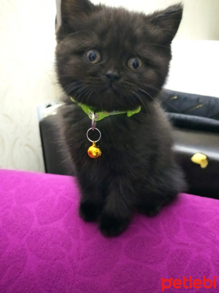 British Shorthair, Kedi  Zeytin fotoğrafı