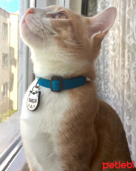Tekir Kedi, Kedi  Tarçın fotoğrafı