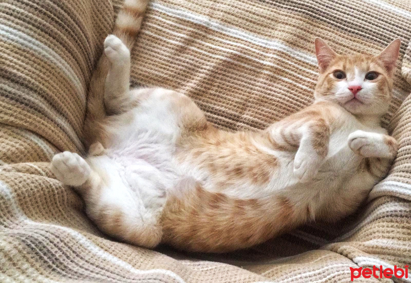 Tekir Kedi, Kedi  Tarçın fotoğrafı