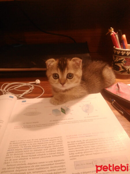 Scottish Fold, Kedi  Mısır fotoğrafı