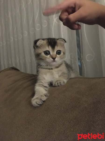 Scottish Fold, Kedi  Mısır fotoğrafı