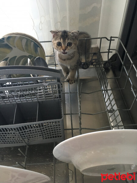 Scottish Fold, Kedi  Mısır fotoğrafı