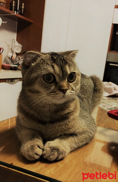 Scottish Fold, Kedi  Mısır fotoğrafı