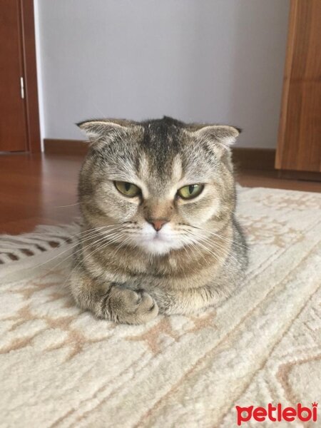 Scottish Fold, Kedi  Mısır fotoğrafı