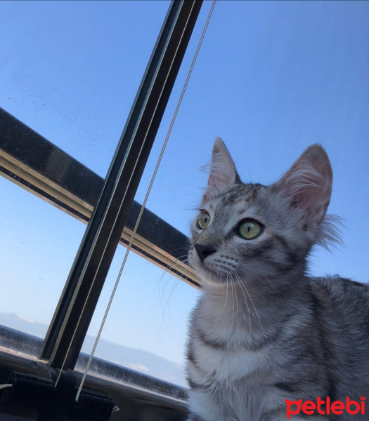 Tekir Kedi, Kedi  Lulu fotoğrafı