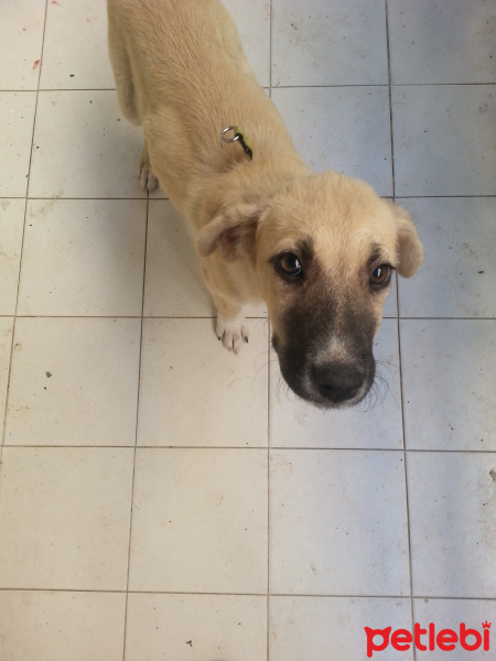 Kangal, Köpek  Garip fotoğrafı