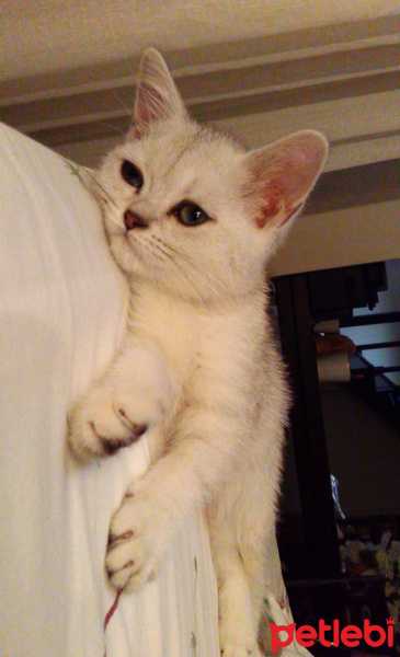 British Shorthair, Kedi  yıldız fotoğrafı