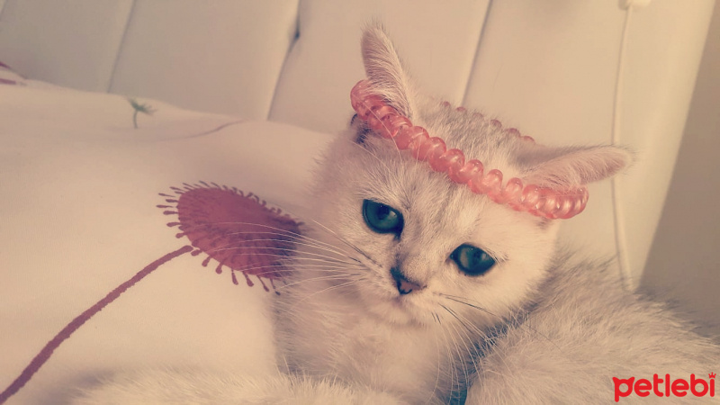 British Shorthair, Kedi  yıldız fotoğrafı