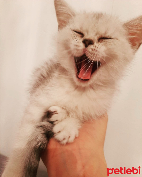 British Shorthair, Kedi  yıldız fotoğrafı