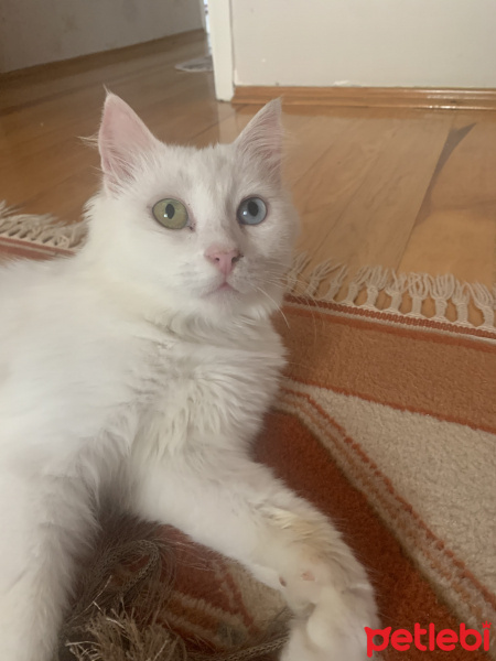 Ankara Kedisi, Kedi  Ferhunde fotoğrafı