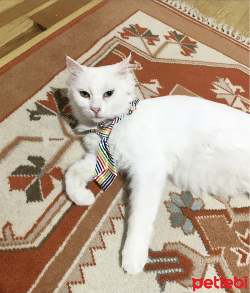 Ankara Kedisi, Kedi  Ferhunde fotoğrafı