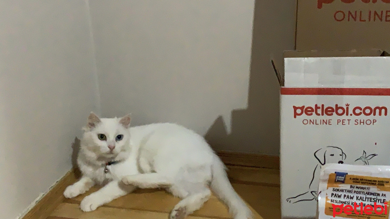 Ankara Kedisi, Kedi  Ferhunde fotoğrafı