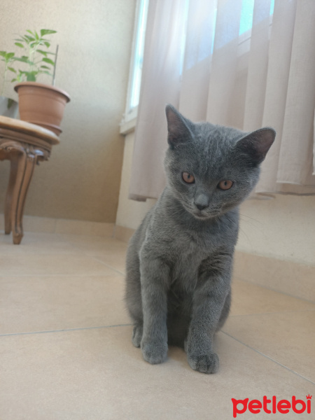 Mavi Rus, Kedi  Hera fotoğrafı