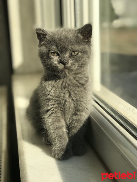 British Shorthair, Kedi  British shorthair fotoğrafı