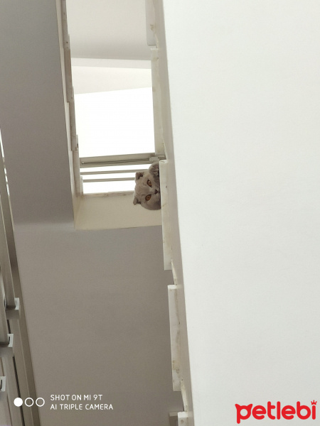 Scottish Fold, Kedi  Fındık fotoğrafı