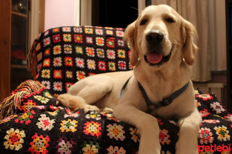 Golden Retriever, Köpek  Max fotoğrafı