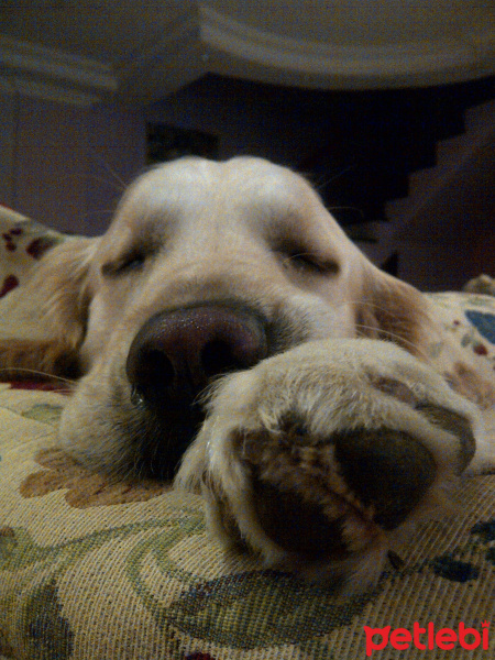 Golden Retriever, Köpek  Max fotoğrafı