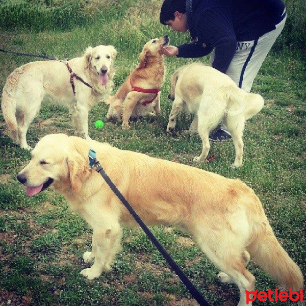 Golden Retriever, Köpek  Max fotoğrafı