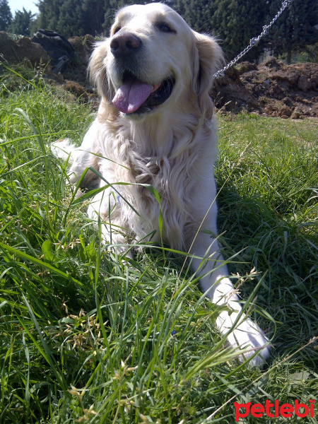 Golden Retriever, Köpek  Max fotoğrafı