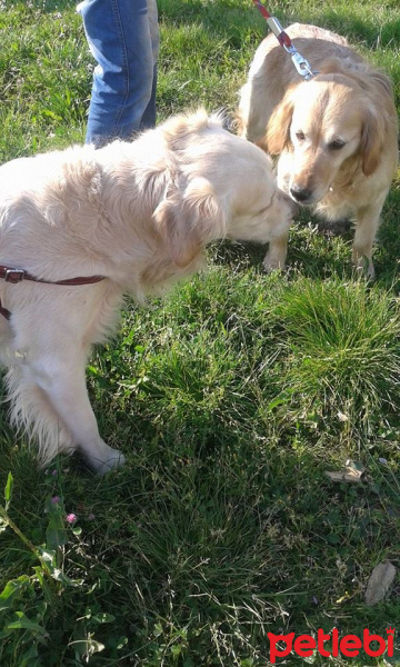 Golden Retriever, Köpek  Max fotoğrafı