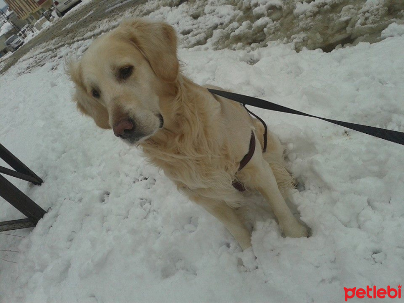 Golden Retriever, Köpek  Max fotoğrafı