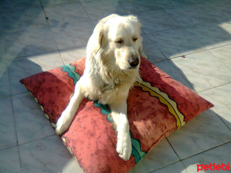 Golden Retriever, Köpek  Max fotoğrafı