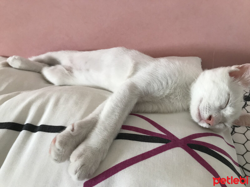 Ankara Kedisi, Kedi  Andromeda fotoğrafı