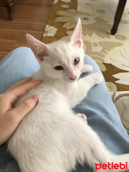 Ankara Kedisi, Kedi  Andromeda fotoğrafı