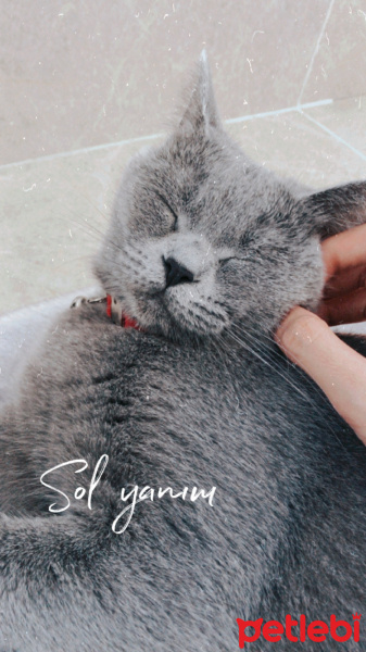 British Shorthair, Kedi  Şila fotoğrafı