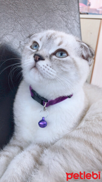 Scottish Fold, Kedi  Sütlaç fotoğrafı