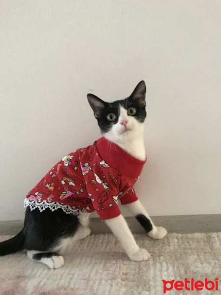 Tekir Kedi, Kedi  Mişa fotoğrafı