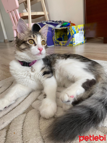 Tekir Kedi, Kedi  Patis fotoğrafı
