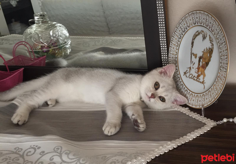 British Shorthair, Kedi  alien fotoğrafı