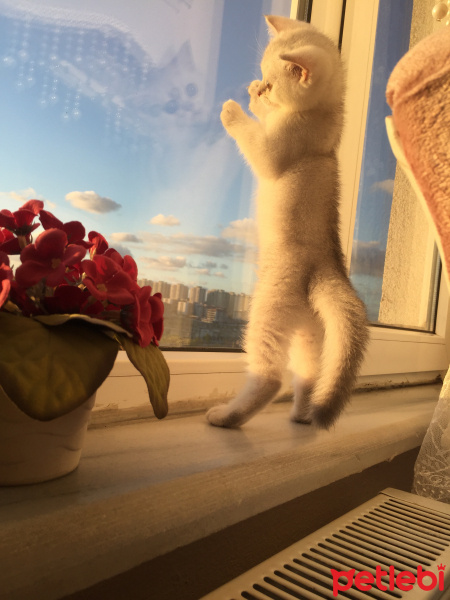 British Shorthair, Kedi  alien fotoğrafı